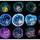 Stained iBlastoids, the synthetic structures that mimic human blastocysts.